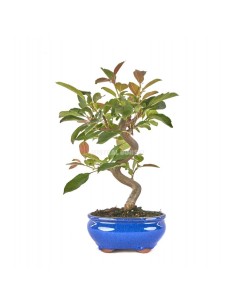 Bonsái Malus Domestica 8 años - Manzano Común con Flores y Mini Manzanas Decorativas | Endanea Garden