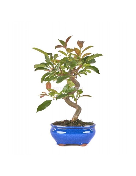 Bonsái Malus Domestica 8 años - Manzano Común con Flores y Mini Manzanas Decorativas | Endanea Garden

