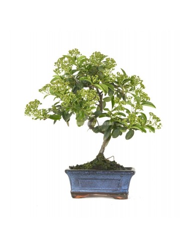 Bonsái Pyracantha 7 años  Espino de fuego con frutos decorativos | Endanea Garden

