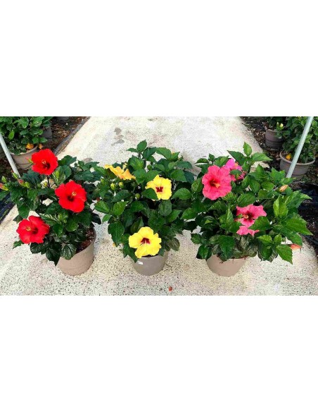 HIBISCUS C 30