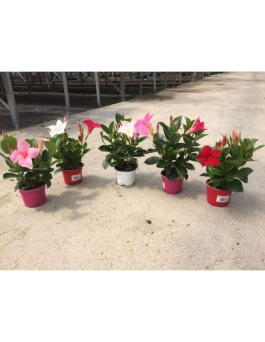 DIPLADENIA COLLECCION C 07 ARBUSTIVA