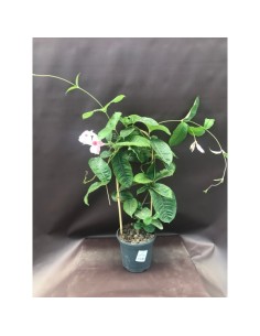 DIPLADEMIA AMABILIS M17