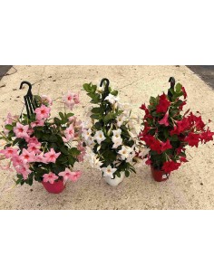 DIPLADEMIA PIRAMIDE M14