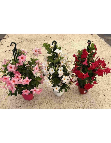 DIPLADEMIA PIRAMIDE M14