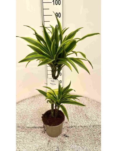 DRACENA LEMON LIME M17
