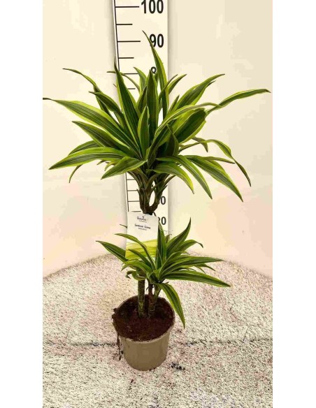 DRACENA LEMON LIME M17