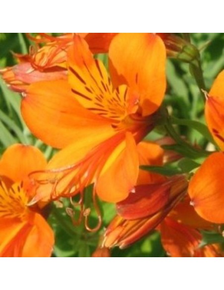 ASTROMERIA HYBRIDA
