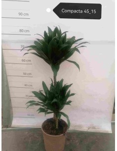 Dracaena Compacta M17 planta interior fácil cuidado hojas verdes Endanea Garden