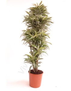 DRACAENA SUNCHINE