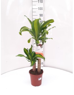 DRACENA MASSANGEANA  M17