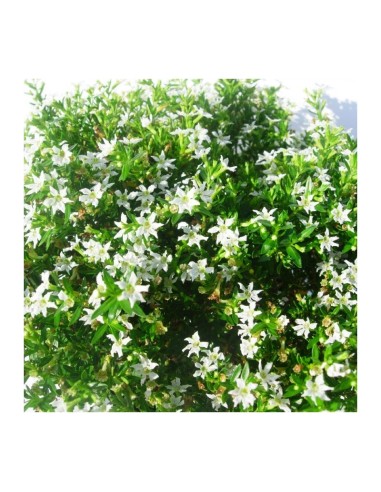 Cuphea Hyssopifolia  Floración Prolongada y Resistente | Endanea Garden

