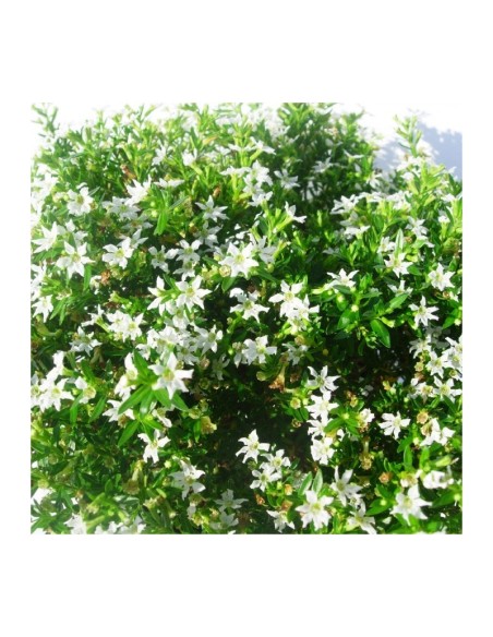 Cuphea Hyssopifolia  Floración Prolongada y Resistente | Endanea Garden

