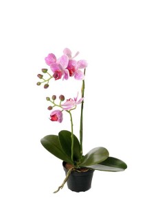 PHALAENOPSIS 45CM