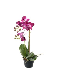 PHALAENOPSIS 45CM