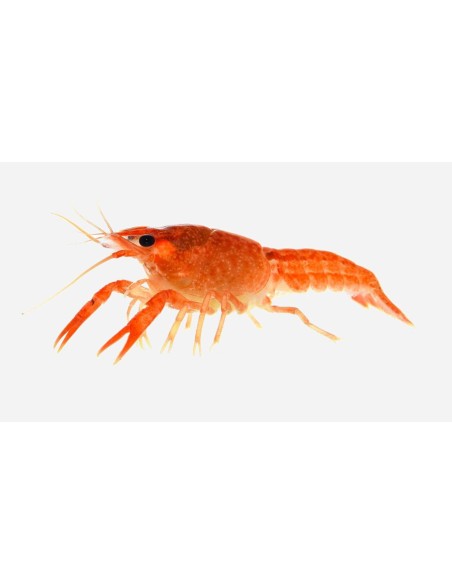 LANGOSTA ENANA NARANJA
