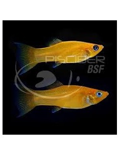 MOLLY LIRA ORO 3-3,5CM