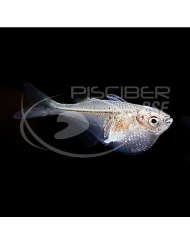 PEZ HACHA THORACOCHARAX STELLATUS 2.5-3CM
