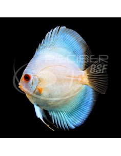 DISCO AZUL DIAMANTE 5-6CM