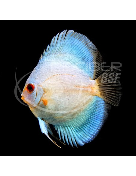 DISCO AZUL DIAMANTE 5-6CM