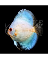 DISCO AZUL DIAMANTE 5-6CM