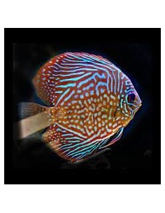 DISCO ROJO TURQUESA 6-7CM