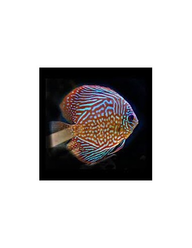 DISCO ROJO TURQUESA 6-7CM