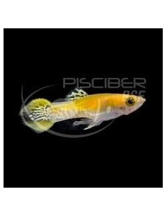 GUPPY MACHO ENDLER  LUMINEX 2-2.5CM