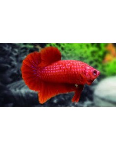 BETTA MACHO MEDIA LUNA BUTTERFLY ROJO 6-7CM