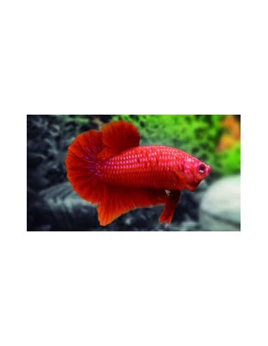 BETTA MACHO MEDIA LUNA BUTTERFLY ROJO 6-7CM