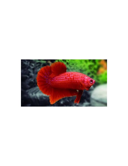 BETTA MACHO MEDIA LUNA BUTTERFLY ROJO 6-7CM