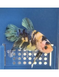 BETTA MACHO PLAKAT MEDIA LUNA BLUE TIGER 5-6CM