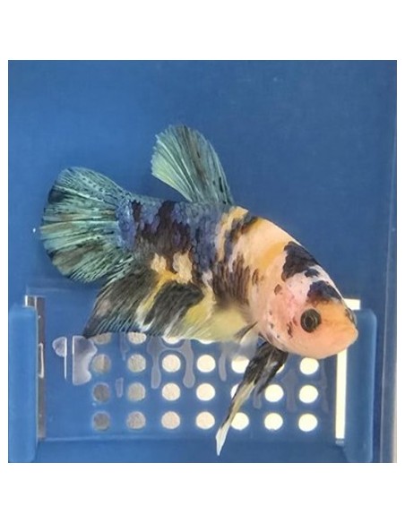 BETTA MACHO PLAKAT MEDIA LUNA BLUE TIGER 5-6CM