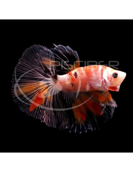 BETA MACHO MEDIA LUNA KOI 5-6CM