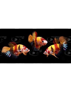 BETA MACHO MEDIA LUNA KOI  KANDY