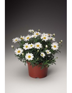 Argyranthemum Elsa  Planta Natural con Flores Vibrantes y Fácil Cuidado | Endanea Garden

