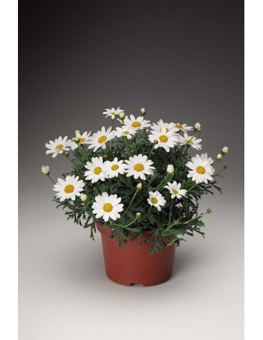 Argyranthemum Elsa  Planta Natural con Flores Vibrantes y Fácil Cuidado | Endanea Garden

