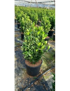 EUONYMUS JAPONICUS COMPACTUS