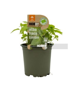 Albahaca Limón ECO  Aroma Cítrico y Fresco | Cultivo Ecológico Endanea Garden