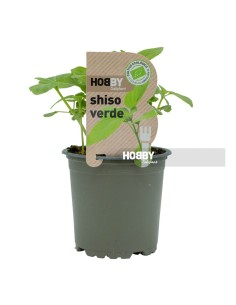 SHISO VERDE PACK 1