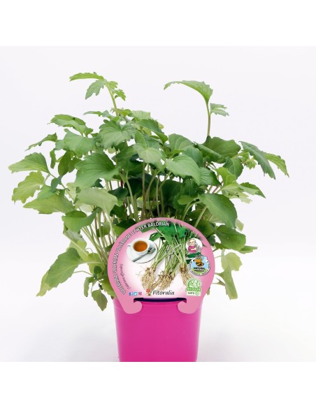 VALERIANA PACK 1 ECO