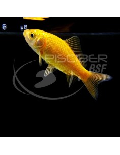 COMETA AMARILLO 5-6CM BSF