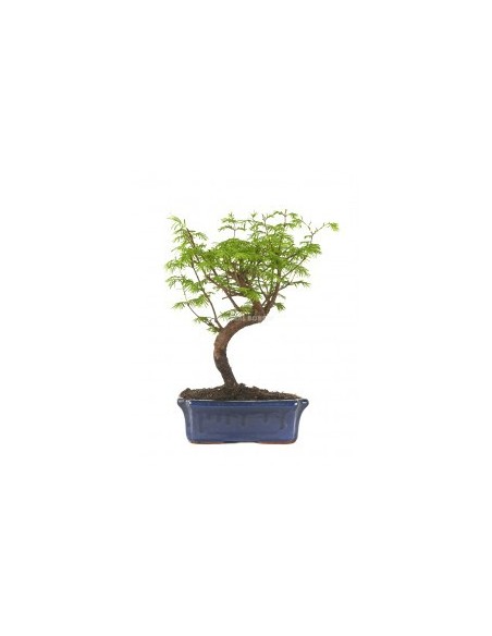 Bonsái Metasequoia Glyptostroboides 10 años - Secuoya del Amanecer con Follaje Cambiante | Endanea Garden