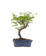 Bonsái Metasequoia Glyptostroboides 10 años - Secuoya del Amanecer con Follaje Cambiante | Endanea Garden

