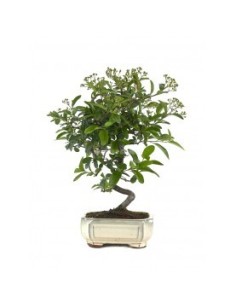 Bonsái Pyracantha 8 años  Espino de fuego con frutos decorativos en Endanea Garden