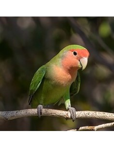 INSEPARABLE PAPILLERO, Agapornis Roseicollis