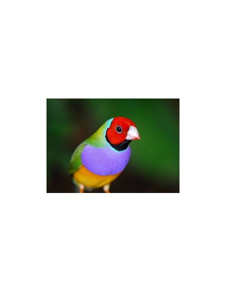 DIAMANTE DE GOULD