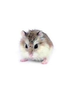 HAMSTER ROBOROWSKII