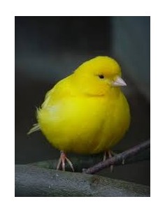 CANARIOS, Serinus Canara