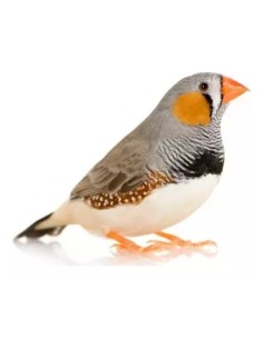 DIAMANTE MANDARIN TAENOYGIA GUTTATA