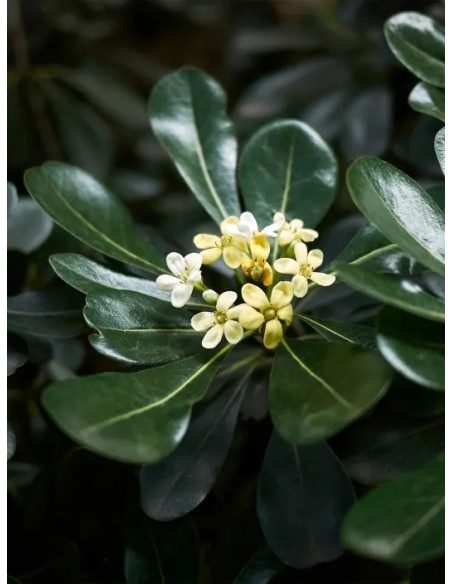 Pittosporum Toriba 100/125 - Arbusto Compacto para Jardines y Setos